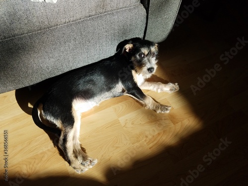 black and white dog relaxing in sun beam on wood floor