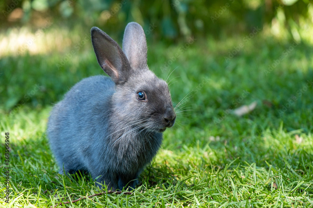 close up of one cute grey bunny sitting on green grass field with sun light scatter on its face