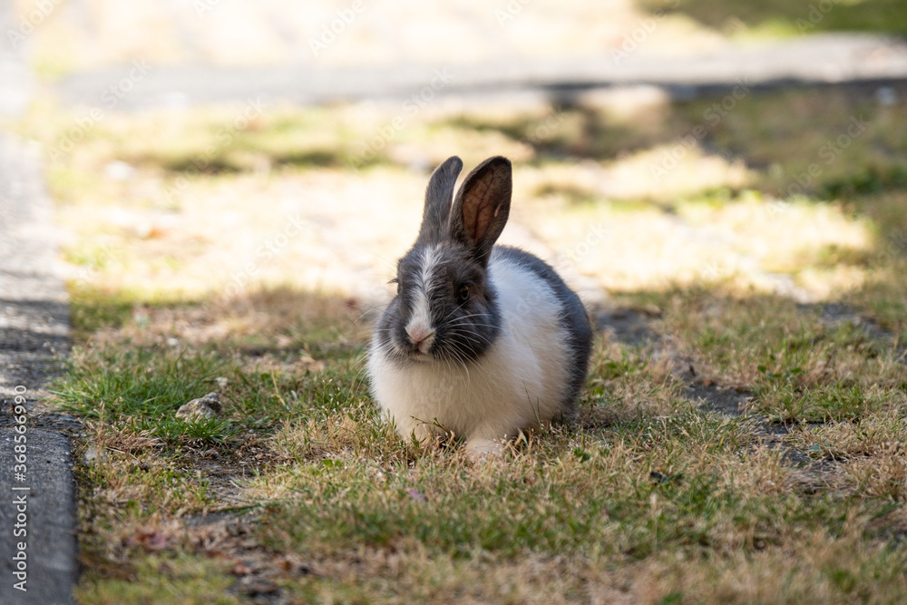 one cute grey chubby bunny resting on grassy ground on the roadside on a sunny day with white fur covered upper body one cute grey chubby bunny resting on grassy ground on the roadside on a sunny day with white fur covered upper body