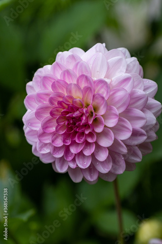 close up of a beautiful pink dahlia flower blooming under the shade