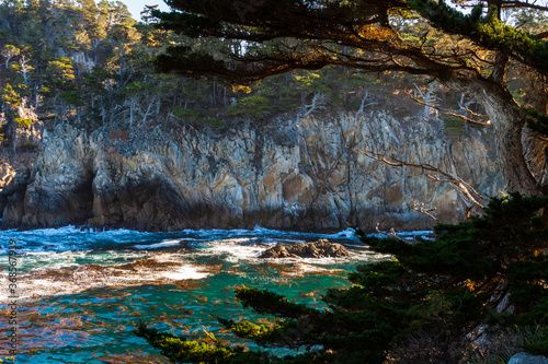 Monterey Cypress Trees and The Green Waters of   Cypress Cove,Point Lobos State Natural Reserve, Big Sur, California, USA