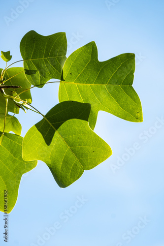 close up of few green tulip tree leaves back lit by the sun under clear blue sky 