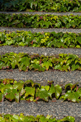 stone stairs in the park filled with fresh green leaves under the sun