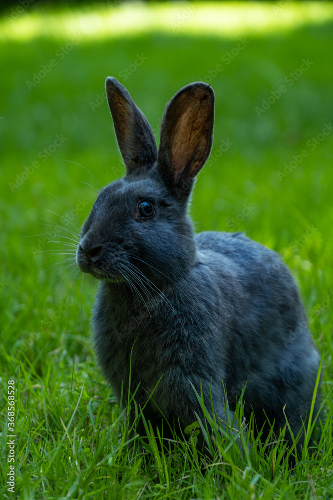 portrait of a cute black bunny sitting on tall green grassy field under the shade in the park portrait of a cute black bunny sitting on tall green grassy field under the shade in the park