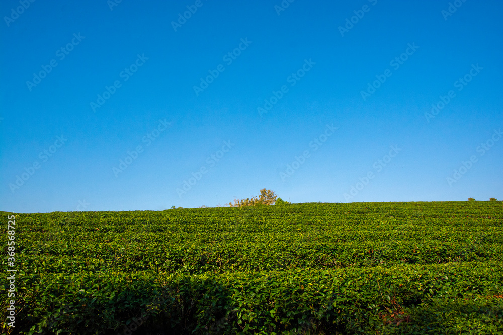 Beautiful landscape view of choui fong tea plantation at Chiang Rai, Thailand