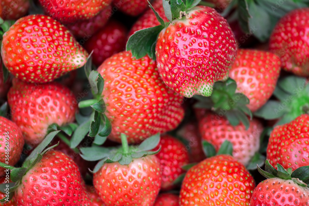 Red strawberries in green foliage Red strawberries in green foliage
