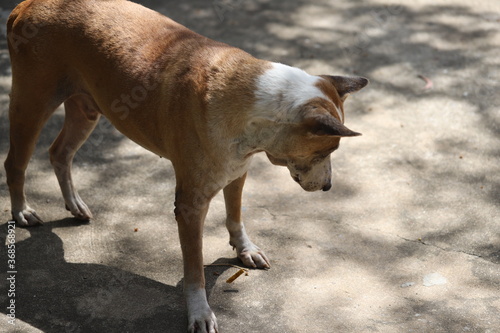 Fototapeta Naklejka Na Ścianę i Meble -  Dog shelter in Thailand, Dog Rescue