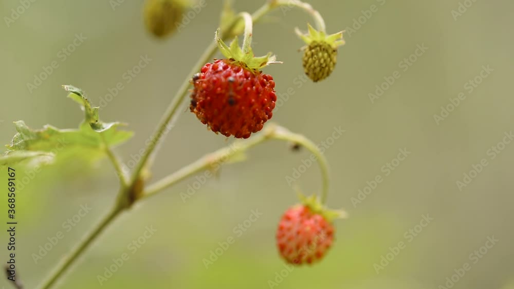 Ants crawl and eat strawberries in the forest. Ants on wild strawberries Ants crawl and eat strawberries in the forest. Ants on wild strawberries