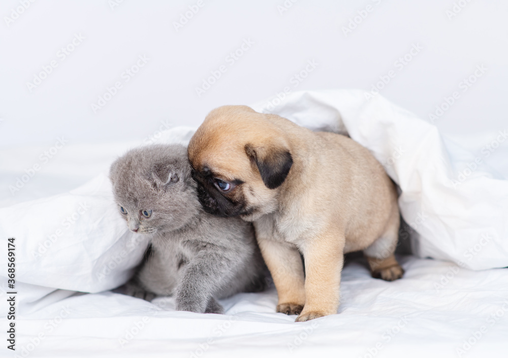 Kitten and puppy under the white blanket at home on the bed Kitten and puppy under the white blanket at home on the bed