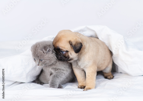 Kitten and puppy under the white blanket at home on the bed