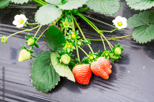 Ripe  bright red strawberries