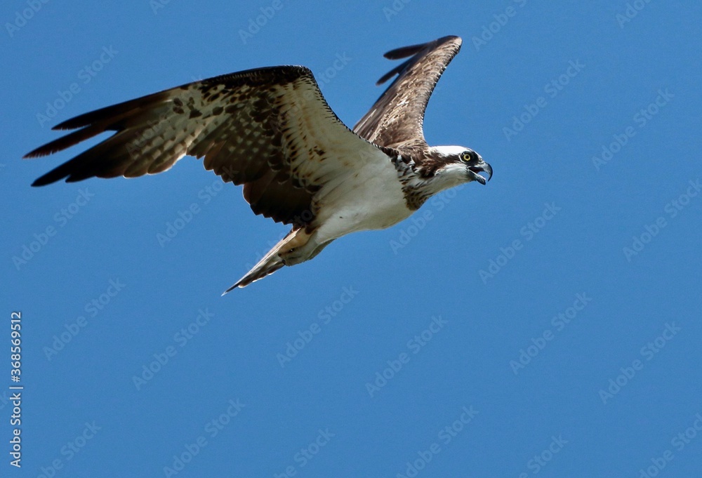 Obraz premium ミサゴ