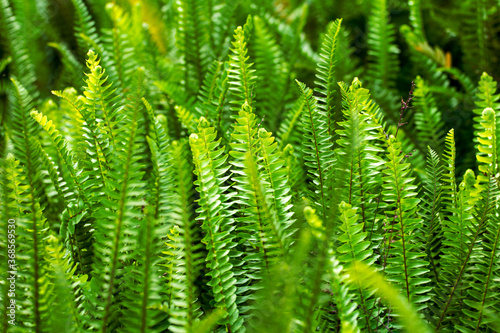 Background of fresh green fern leaves