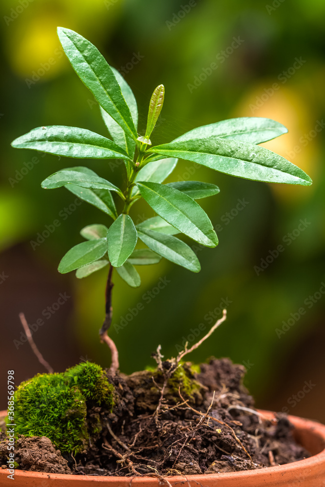 Jeune arbre Jeune arbre