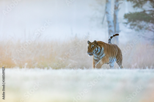 Siberian tiger (Panthera tigris tigris) a tiger rushes through the morning mist © michal