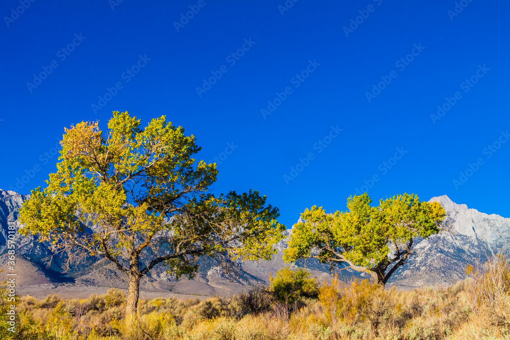 Cottonwood Trees and Lone Pine Peak in the Sierra Nevada Range , Alabama Hills National Recreation Area, California, USA Cottonwood Trees and Lone Pine Peak in the Sierra Nevada Range , Alabama Hills National Recreation Area, California, USA