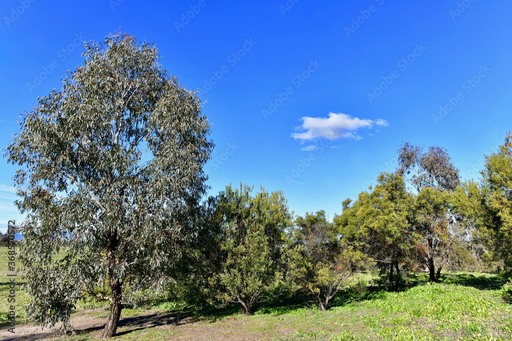 Trees in a field near Bathurst, Australia