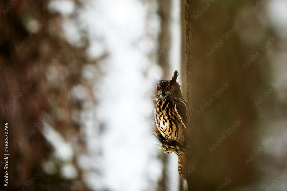 Eurasian eagle-owl (Bubo bubo) is seen in the vista between the trees as they sit on a branch Eurasian eagle-owl (Bubo bubo) is seen in the vista between the trees as they sit on a branch