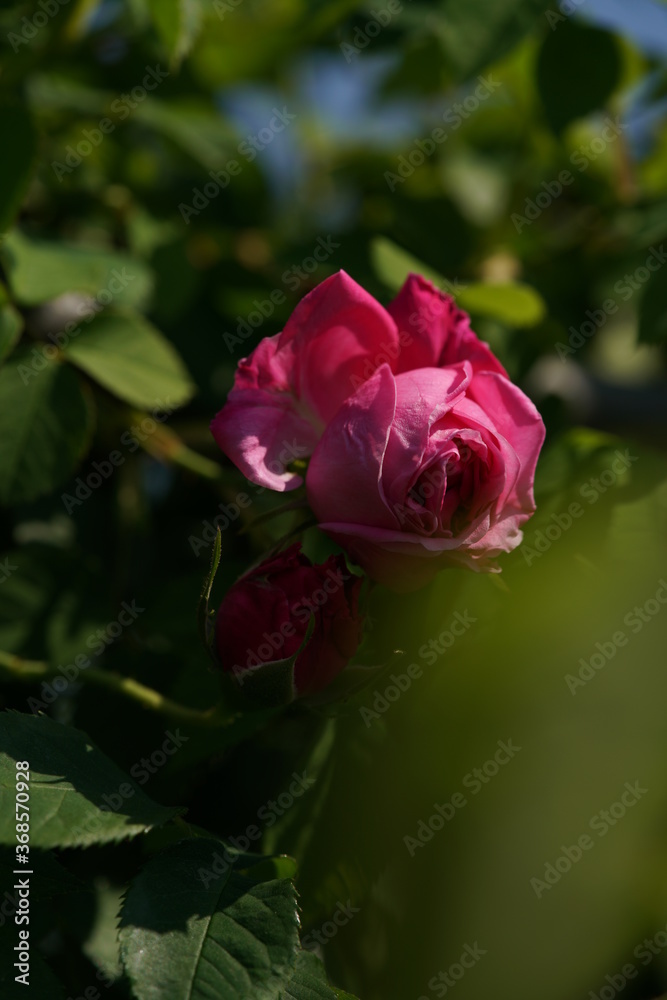 Pink Flower of Rose 'Paul Ricault' in Full Bloom
Pink Flower of Rose 'Paul Ricault' in Full Bloom