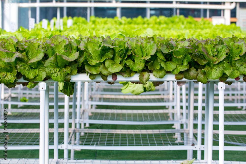 Technology of soilless vegetable cultivation Technology of soilless vegetable cultivation