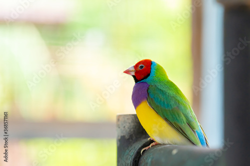 Beautiful multi colored Gouldian finch bird
