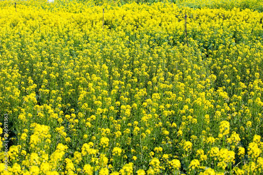 The rape field in spring