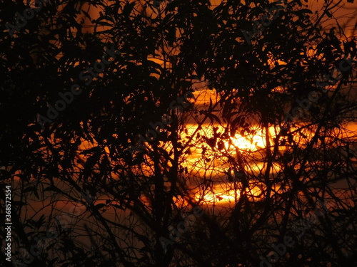 sunset in the forest