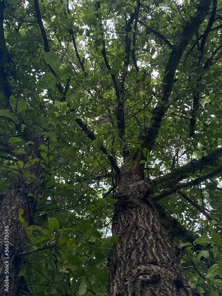 Fototapeta premium Bottom-up view of a tall tree