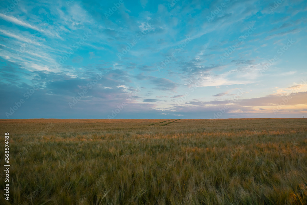 Panoramic view of  a wheat field in colorful sunset. Colorful agriculture field with visible signs of turning around and driving with tractor.