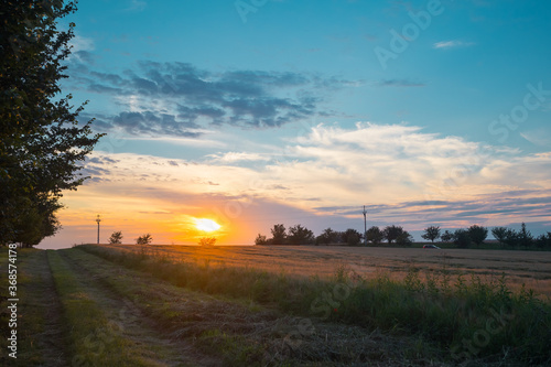 Panoramic view of a wheat field in colorful sunset. Colorful agriculture field with visible signs of turning around and driving with tractor.