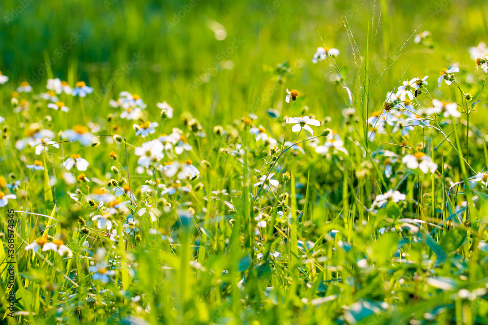 The fields in full bloom in spring