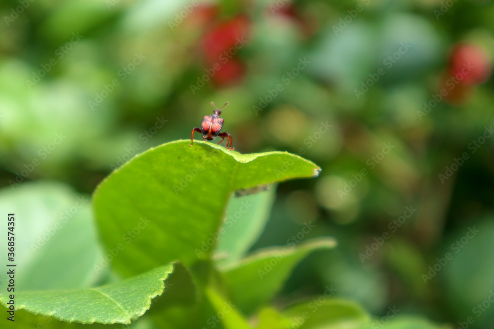 ladybug on green leaf ladybug on green leaf