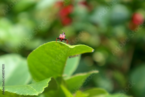 ladybug on green leaf © niki