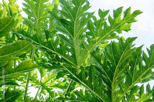 Rich and green papaya leaves