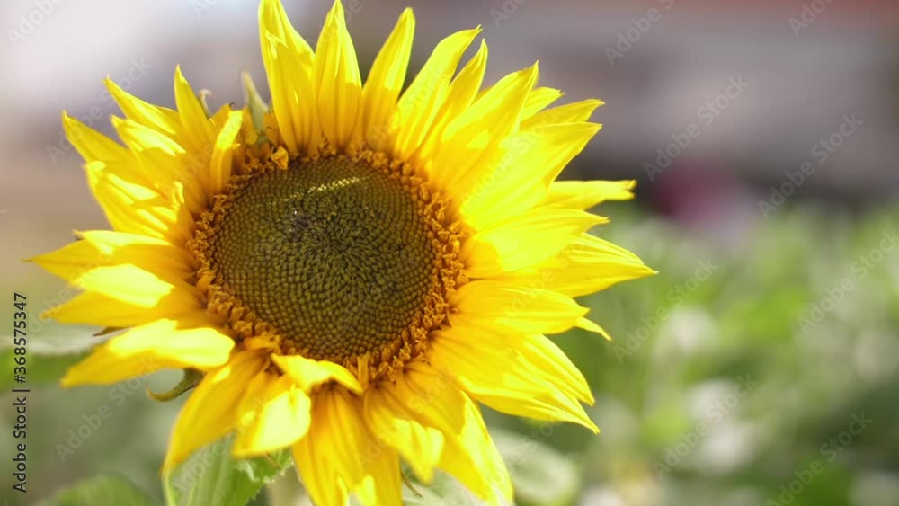 sunflower on green field sunflower on green field