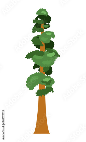 Sequoia. Isolated tree on a white background. Vector illustration.