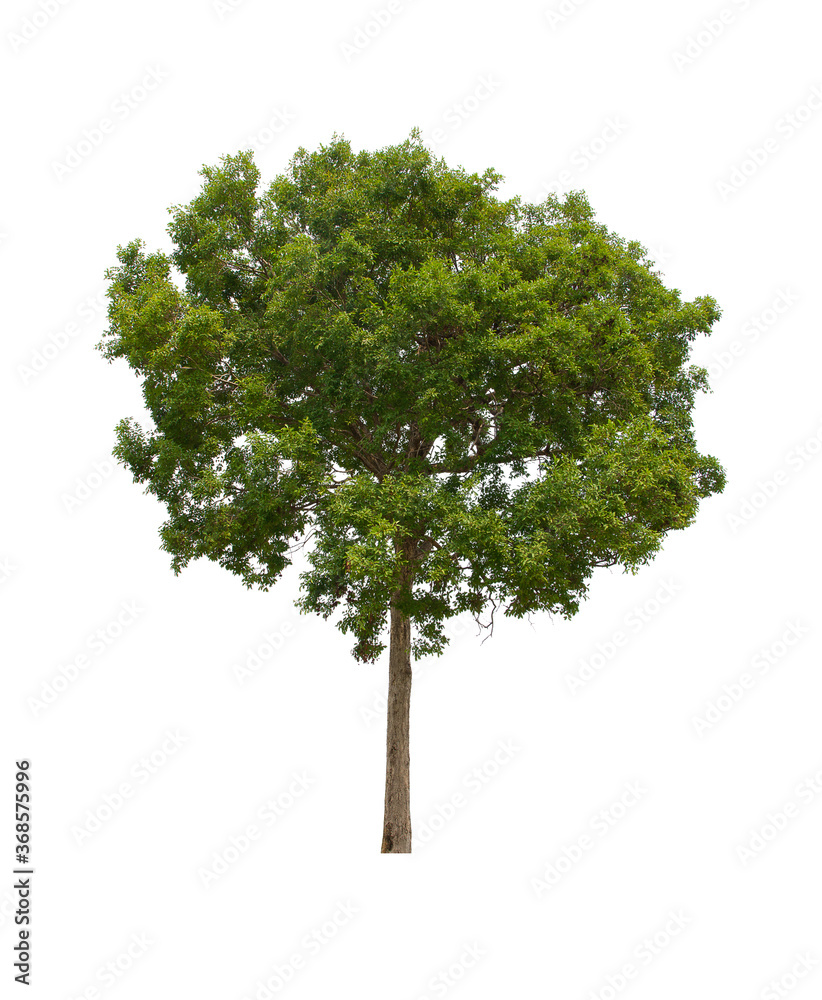isolated tree green is located on a white background. Collection of isolated tree on white background Tropical tree isolated tree green is located on a white background. Collection of isolated tree on white background Tropical tree