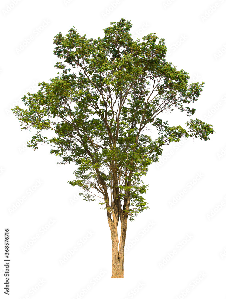 Obraz premium isolated tree green is located on a white background. Collection of isolated tree on white background Tropical tree