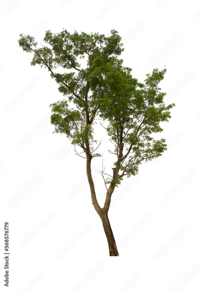 isolated tree green is located on a white background. Collection of isolated tree on white background Tropical tree