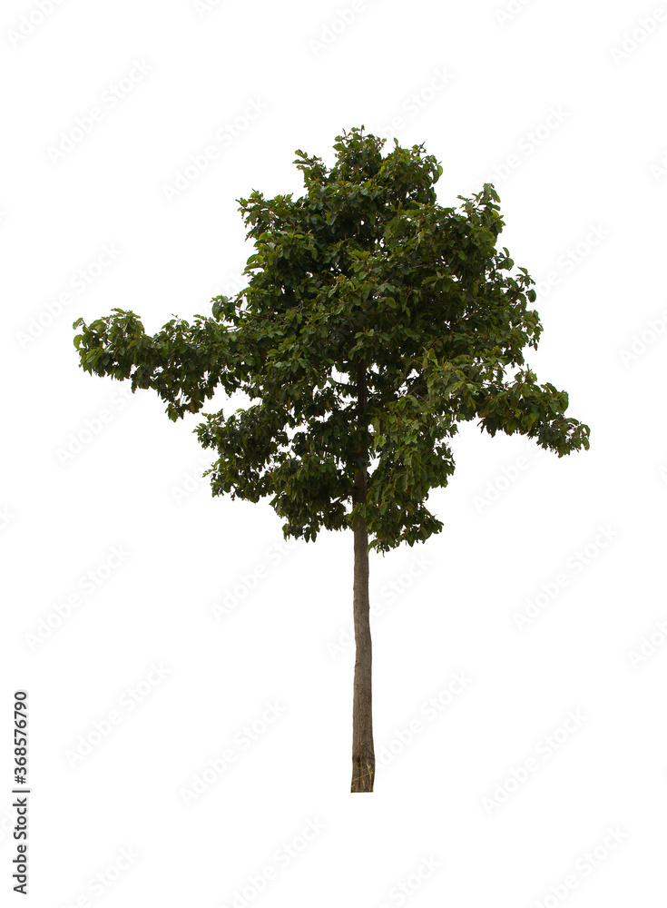 isolated tree green is located on a white background. Collection of isolated tree on white background Tropical tree isolated tree green is located on a white background. Collection of isolated tree on white background Tropical tree