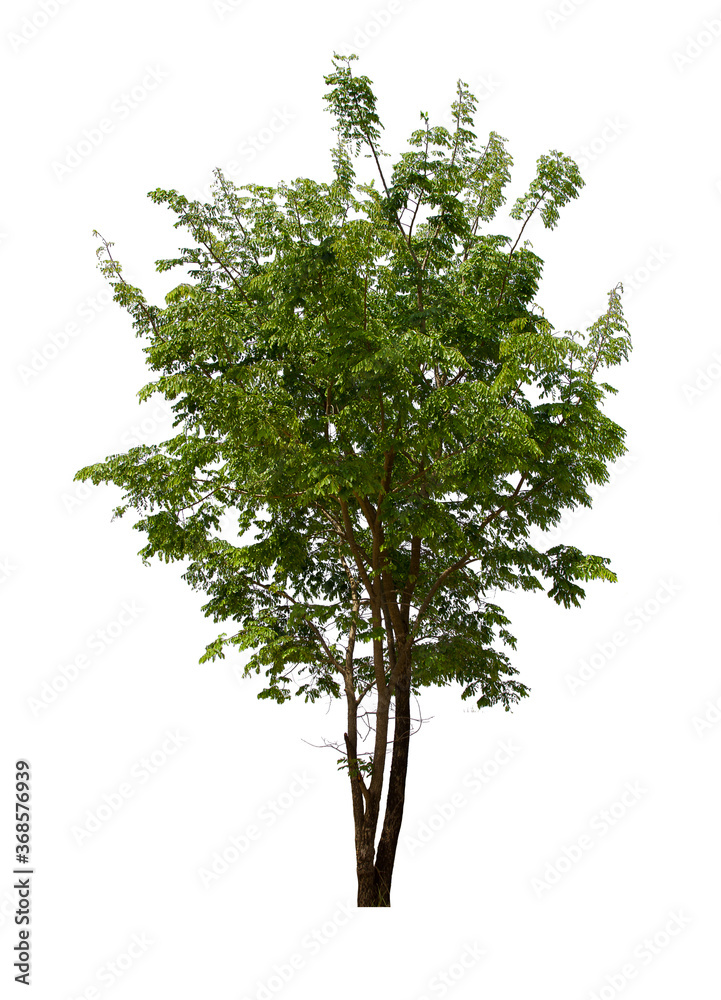 Fototapeta premium isolated tree green is located on a white background. Collection of isolated tree on white background Tropical tree