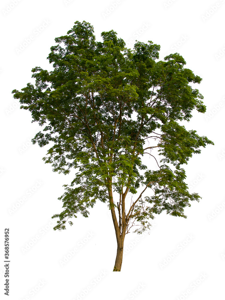Obraz premium isolated tree green is located on a white background. Collection of isolated tree on white background Tropical tree