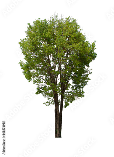 isolated tree green is located on a white background. Collection of isolated tree on white background Tropical tree