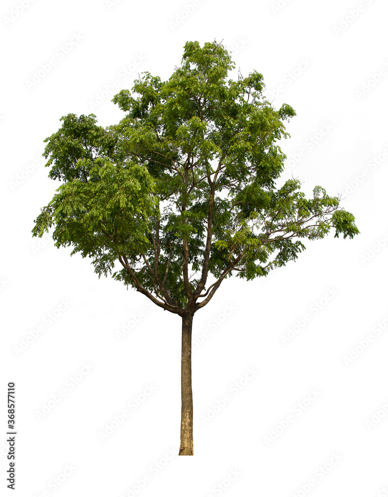 isolated tree green is located on a white background. Collection of isolated tree on white background Tropical tree isolated tree green is located on a white background. Collection of isolated tree on white background Tropical tree