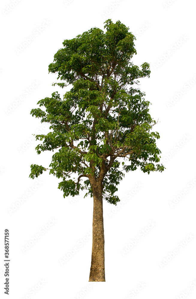 Fototapeta premium isolated tree green is located on a white background. Collection of isolated tree on white background Tropical tree