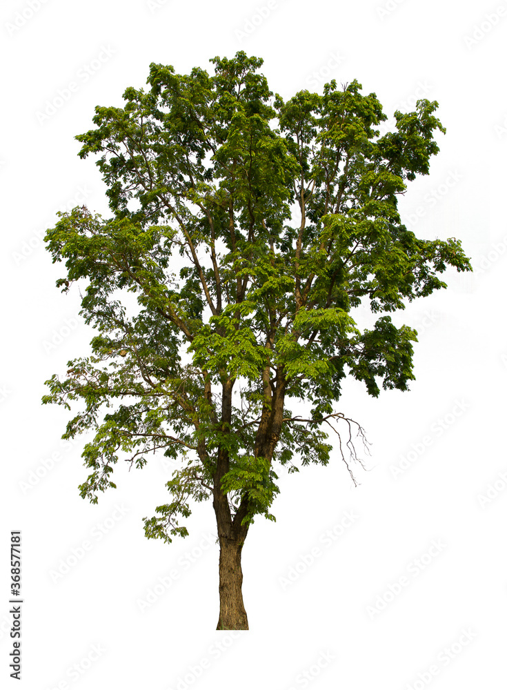 Obraz premium isolated tree green is located on a white background. Collection of isolated tree on white background Tropical tree