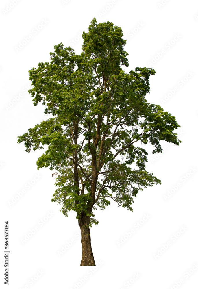 Fototapeta premium isolated tree green is located on a white background. Collection of isolated tree on white background Tropical tree