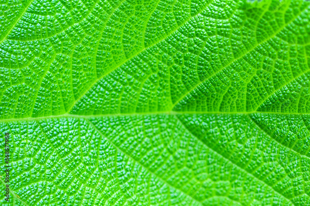 Pat the leaves of the forest green Pat the leaves of the forest green