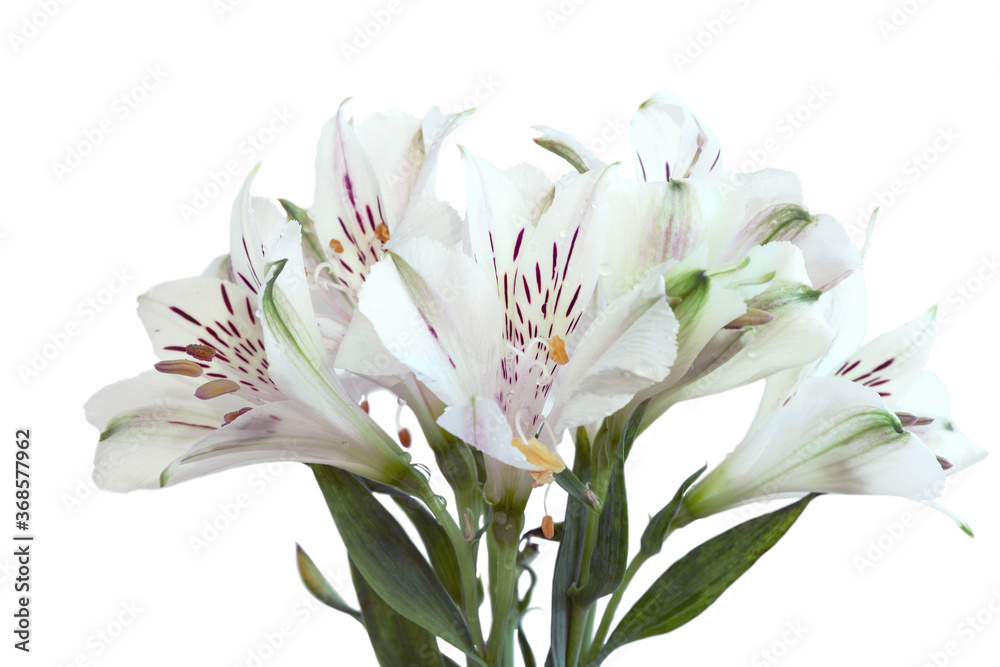 Obraz premium flower of Alstroemeria or Peruvian lily with stamens, close-up on a white background 