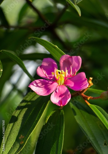 pink and yellow orchid